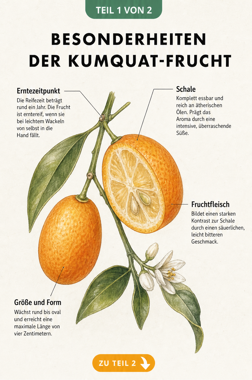 Botanische Illustration einer aufgeschnittenen Kumquat am Zweig mit Erklärungen zu Schale, Fruchtfleisch, Größe und Erntezeitpunkt