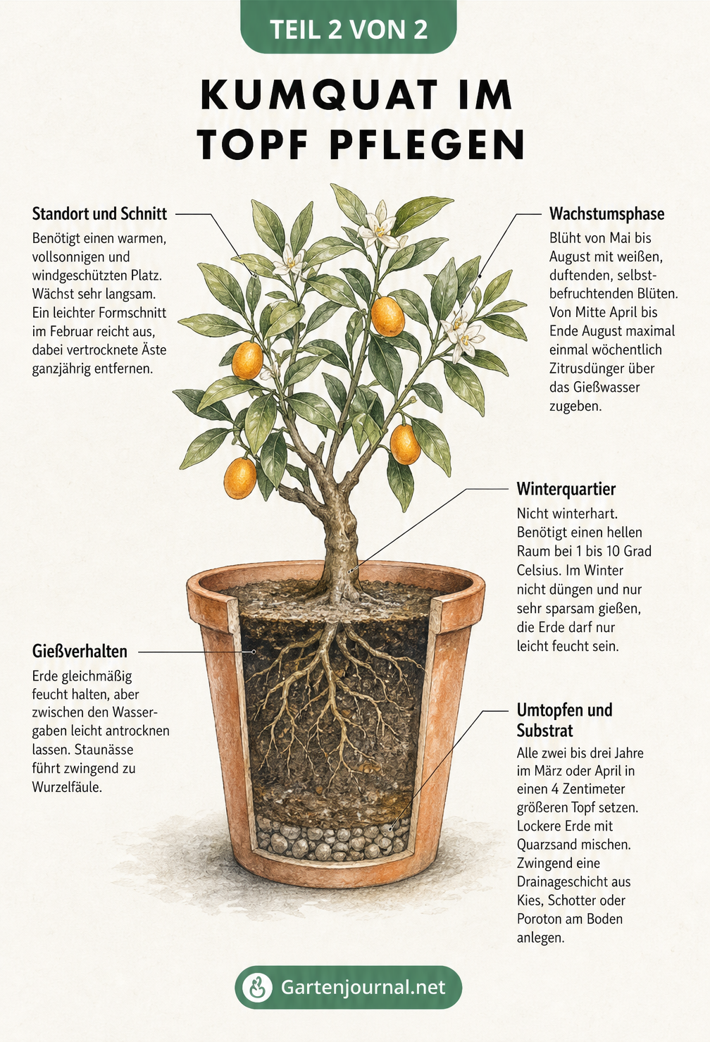Illustration eines Kumquat-Strauchs im Terrakotta-Kübel mit Pflegetipps zu Standort, Gießen, Düngen und Überwintern