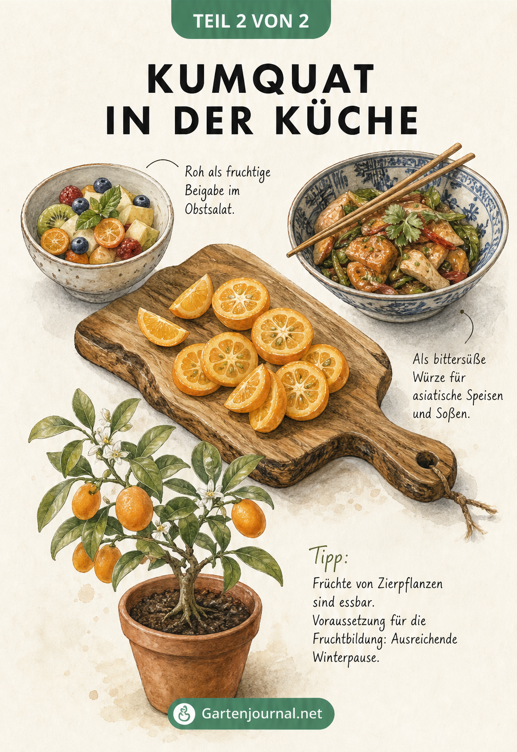 Illustration von geschnittenen Kumquats auf einem Holzbrett mit Beispielen für Salate und asiatische Gerichte