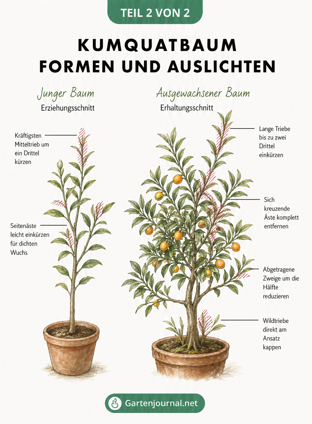 Zwei illustrierte Kumquatbäume, die den Erziehungsschnitt bei jungen und den Erhaltungsschnitt bei älteren Bäumen demonstrieren.