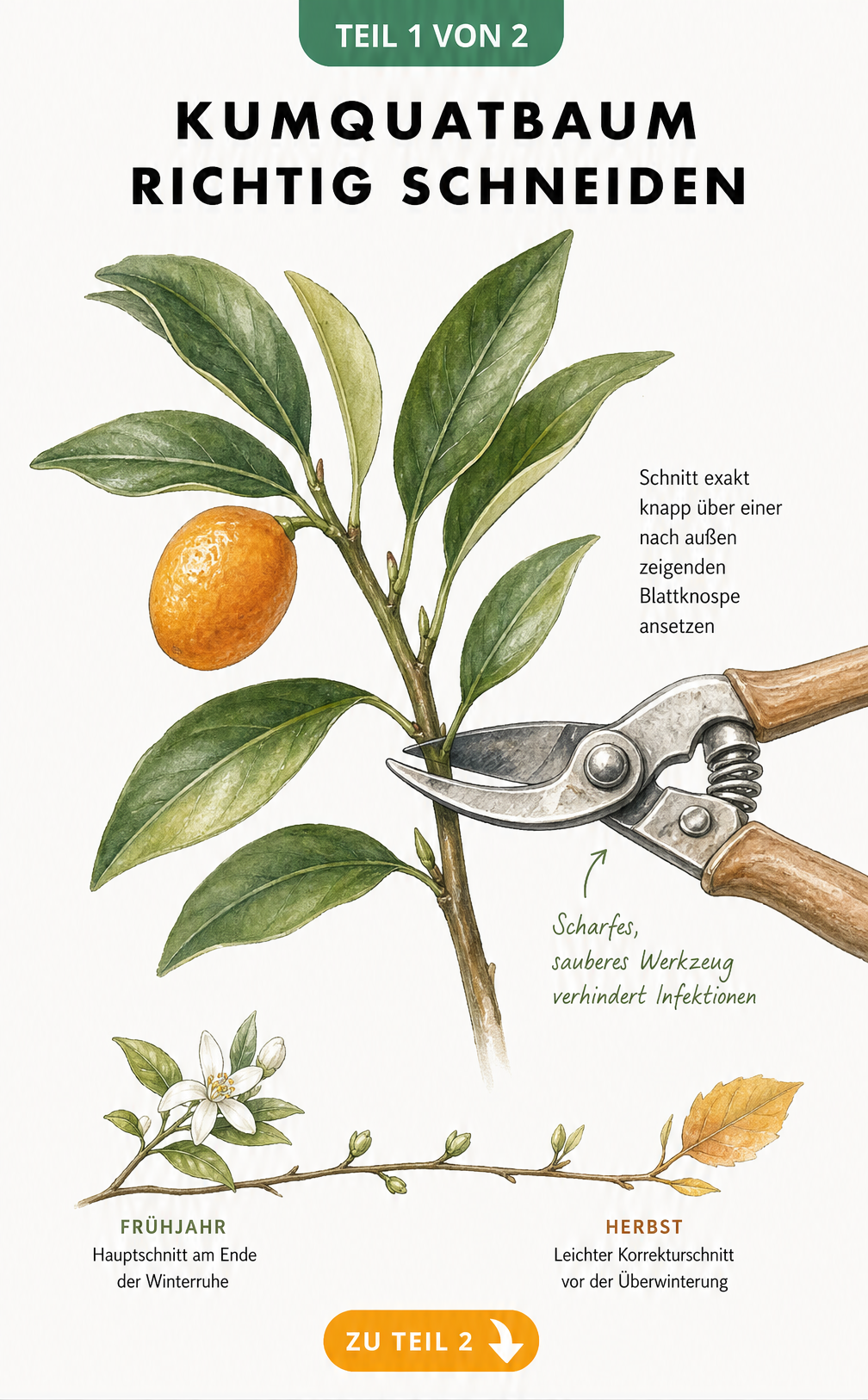 Illustration eines Kumquat-Zweiges mit Gartenschere, die den exakten Schnitt über einer Blattknospe zeigt.