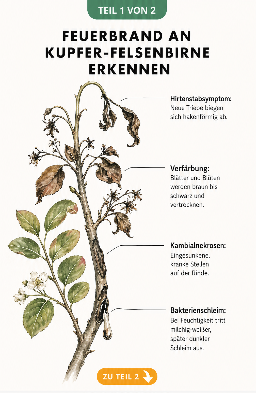 Botanische Illustration der Kupfer-Felsenbirne mit Feuerbrand-Symptomen wie Hirtenstabsymptom, verfärbten Blättern, Kambialnekrosen und Bakterienschleim.