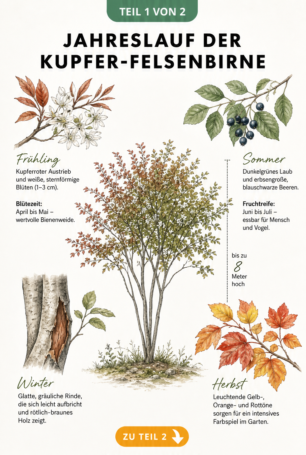 Illustration der Kupfer-Felsenbirne im Jahreslauf mit Blattaustrieb, Blüten, Beeren und Herbstfärbung
