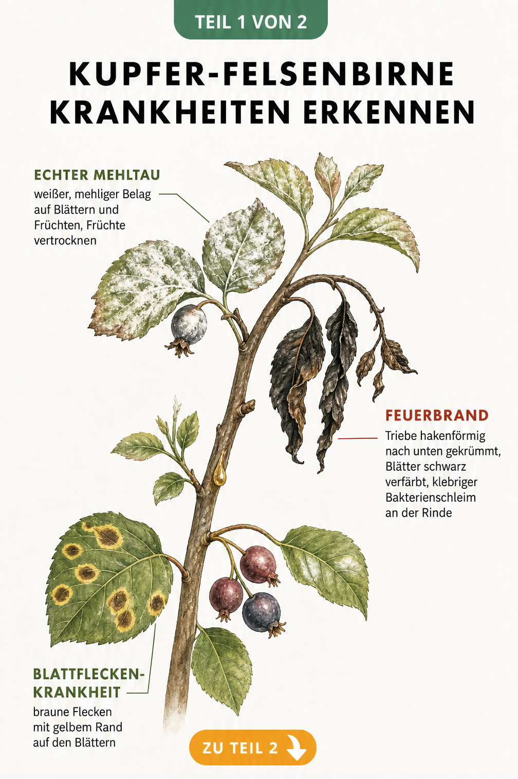 Botanische Illustration eines Kupfer-Felsenbirnen-Zweigs mit Schadbildern von Mehltau, Feuerbrand und Blattfleckenkrankheit