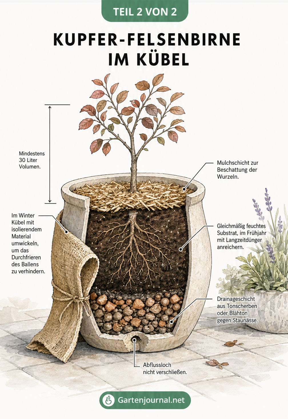 Risszeichnung eines Pflanzkübels mit einer jungen Kupfer-Felsenbirne, Drainageschicht und Mulch