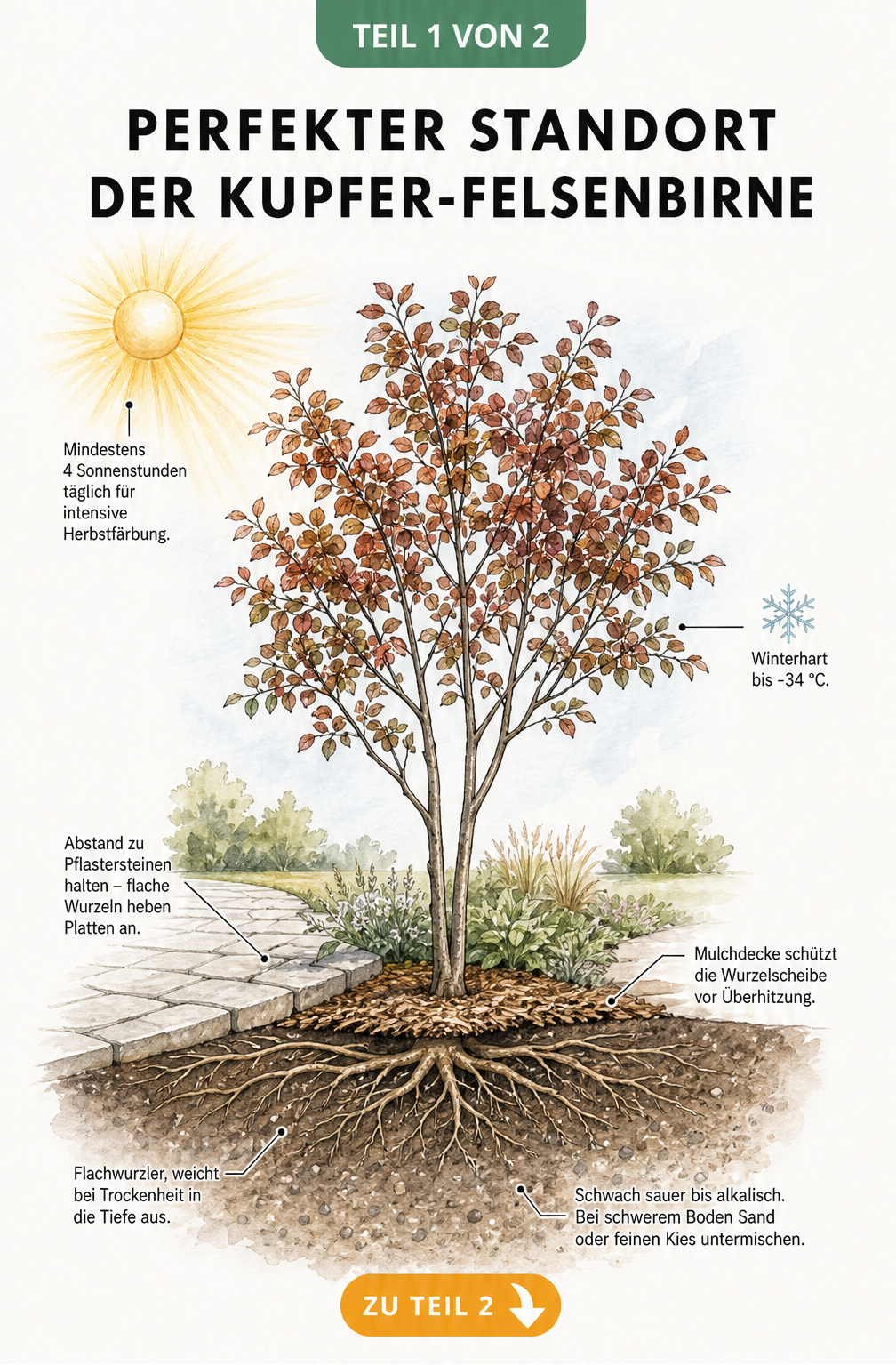 Botanische Querschnitt-Illustration einer Kupfer-Felsenbirne im Garten mit Wurzelwerk, Stamm und Krone
