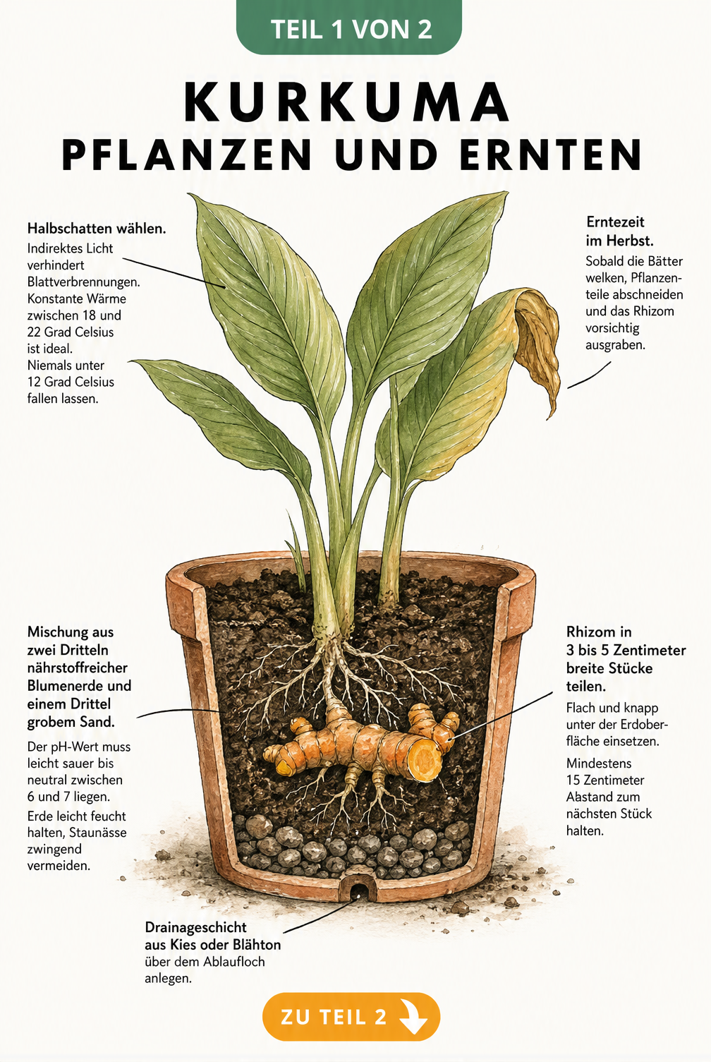 Botanische Querschnitt-Illustration eines bepflanzten Terrakotta-Topfes mit Kurkuma-Rhizom, Wurzelwerk und Blättern