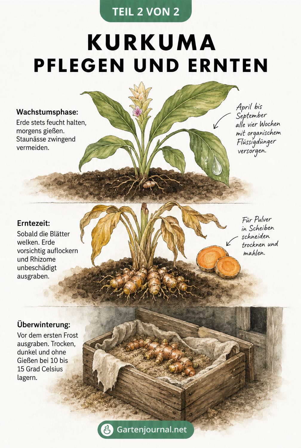 Lebenszyklus der Kurkumapflanze von der Wachstumsphase über die Ernte der Rhizome bis zur Überwinterung in einer Holzkiste