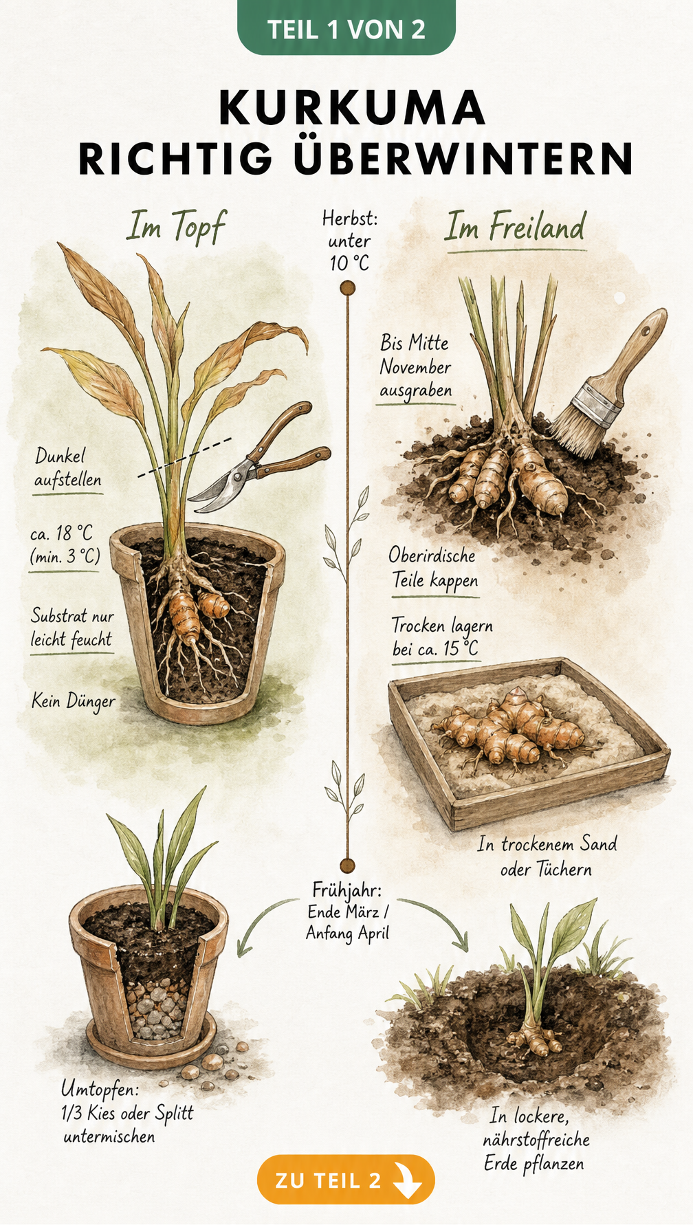 Botanische Illustration zur Überwinterung von Kurkuma im Topf und Freiland mit Temperaturangaben