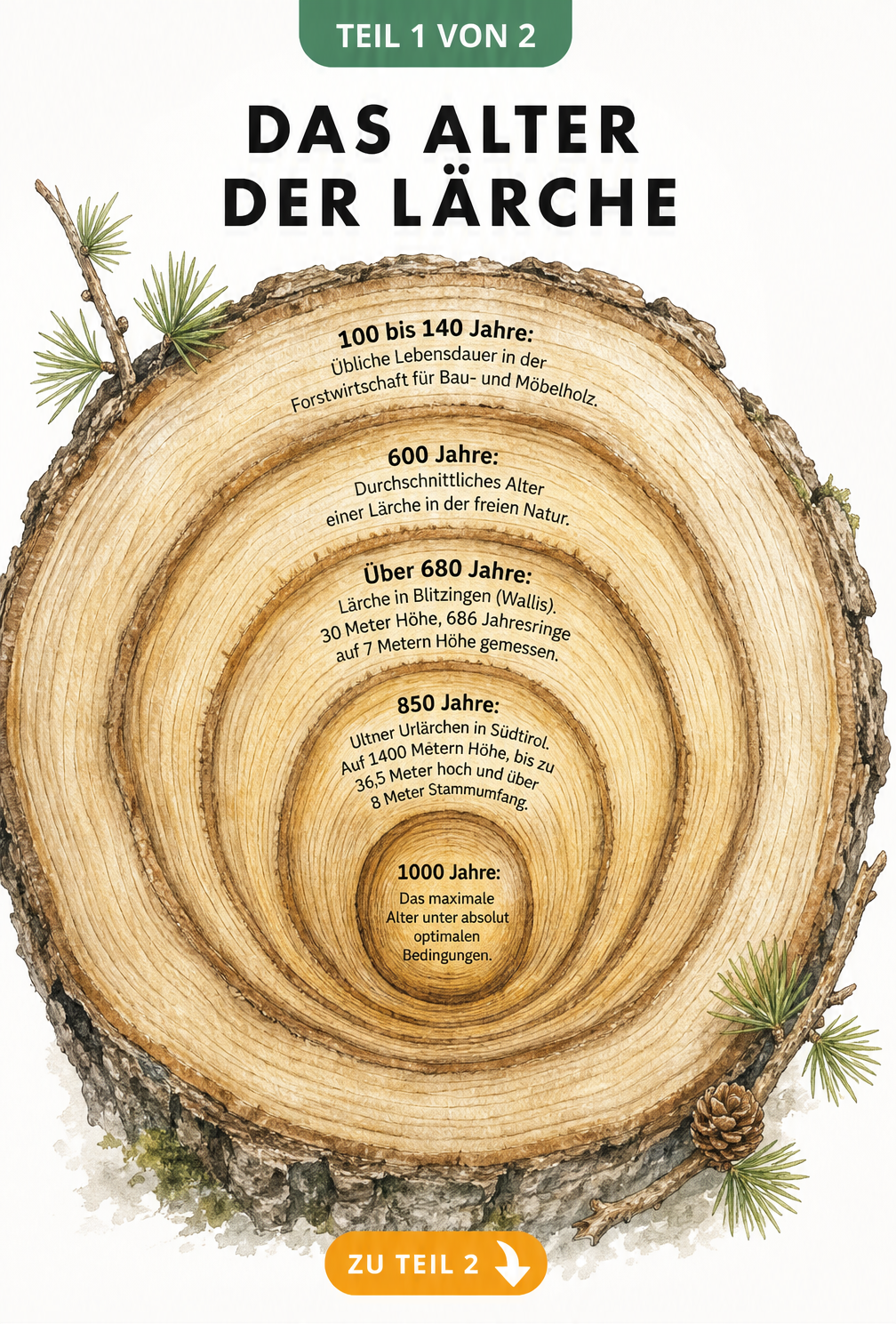 Illustration eines Lärchenstamms im Querschnitt mit Jahresringen und Altersangaben von 100 bis 1000 Jahren
