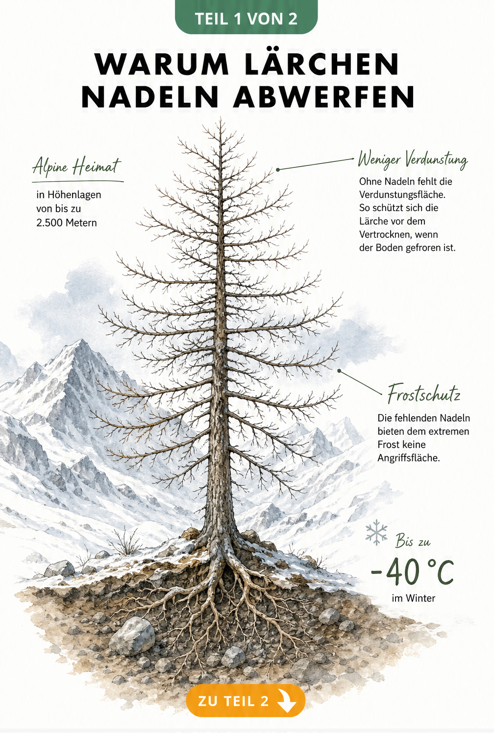 Illustration einer kahlen Lärche im winterlichen Hochgebirge mit Erklärungen zu Wasserhaushalt und Frostschutz