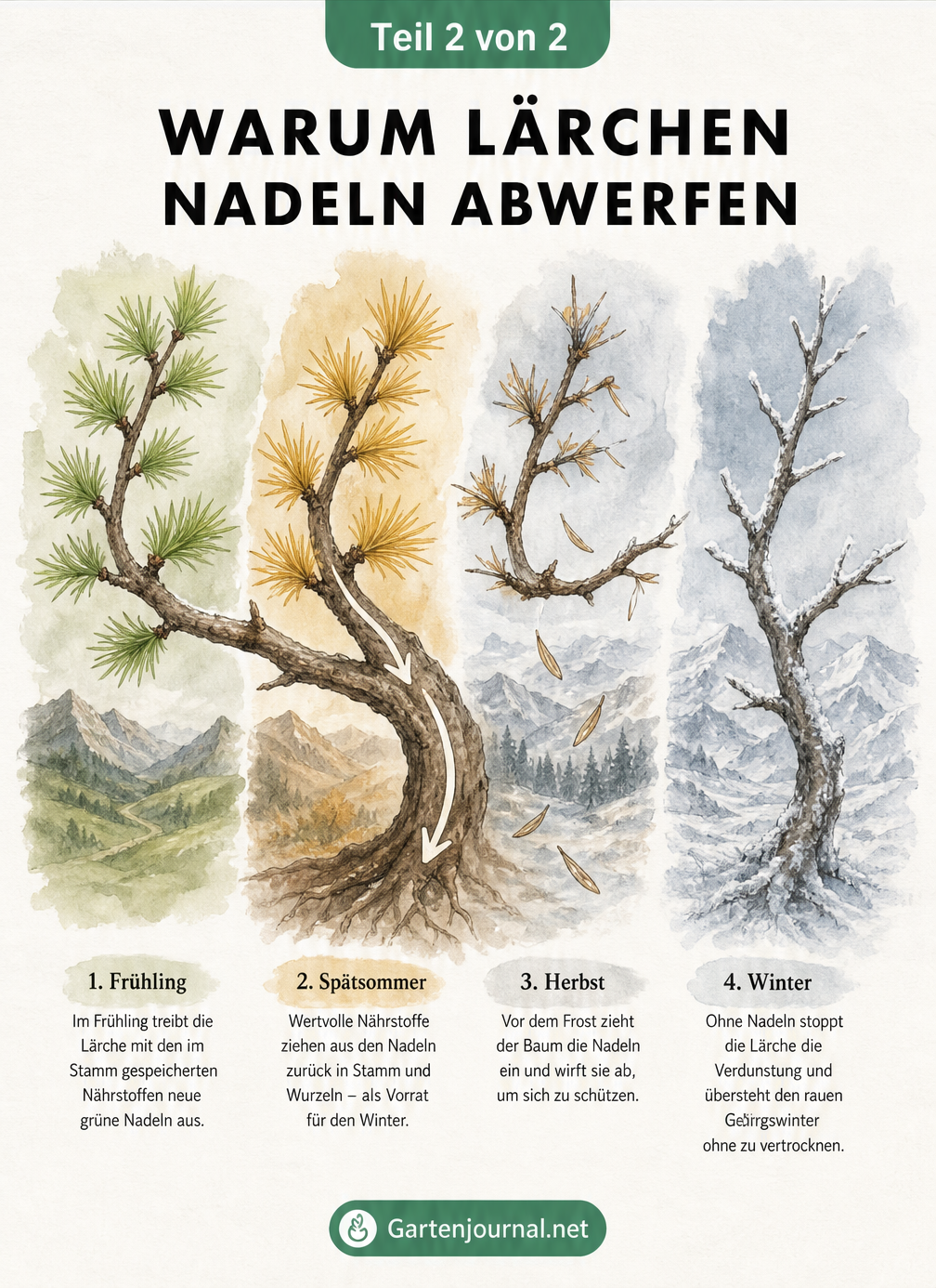 Illustration eines Lärchenastes im Jahresverlauf, vom grünen Neuaustrieb über gelbe Herbstfärbung bis zum kahlen Winterast