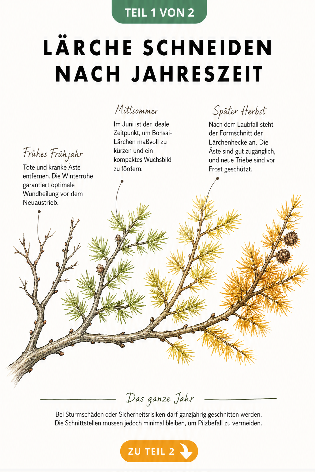 Botanische Illustration eines Lärchenzweigs, der die vier Jahreszeiten und die passenden Zeitpunkte zum Schneiden der Lärche zeigt