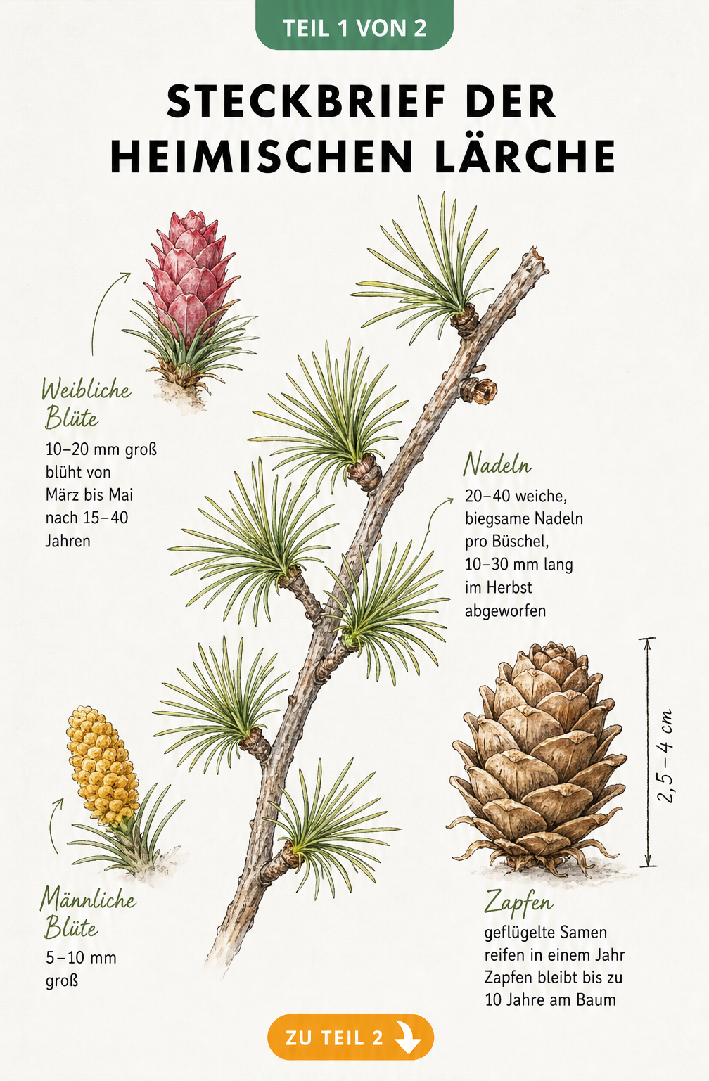 Botanische Illustration eines Lärchenzweigs mit Nadeln, Blüten und Zapfen