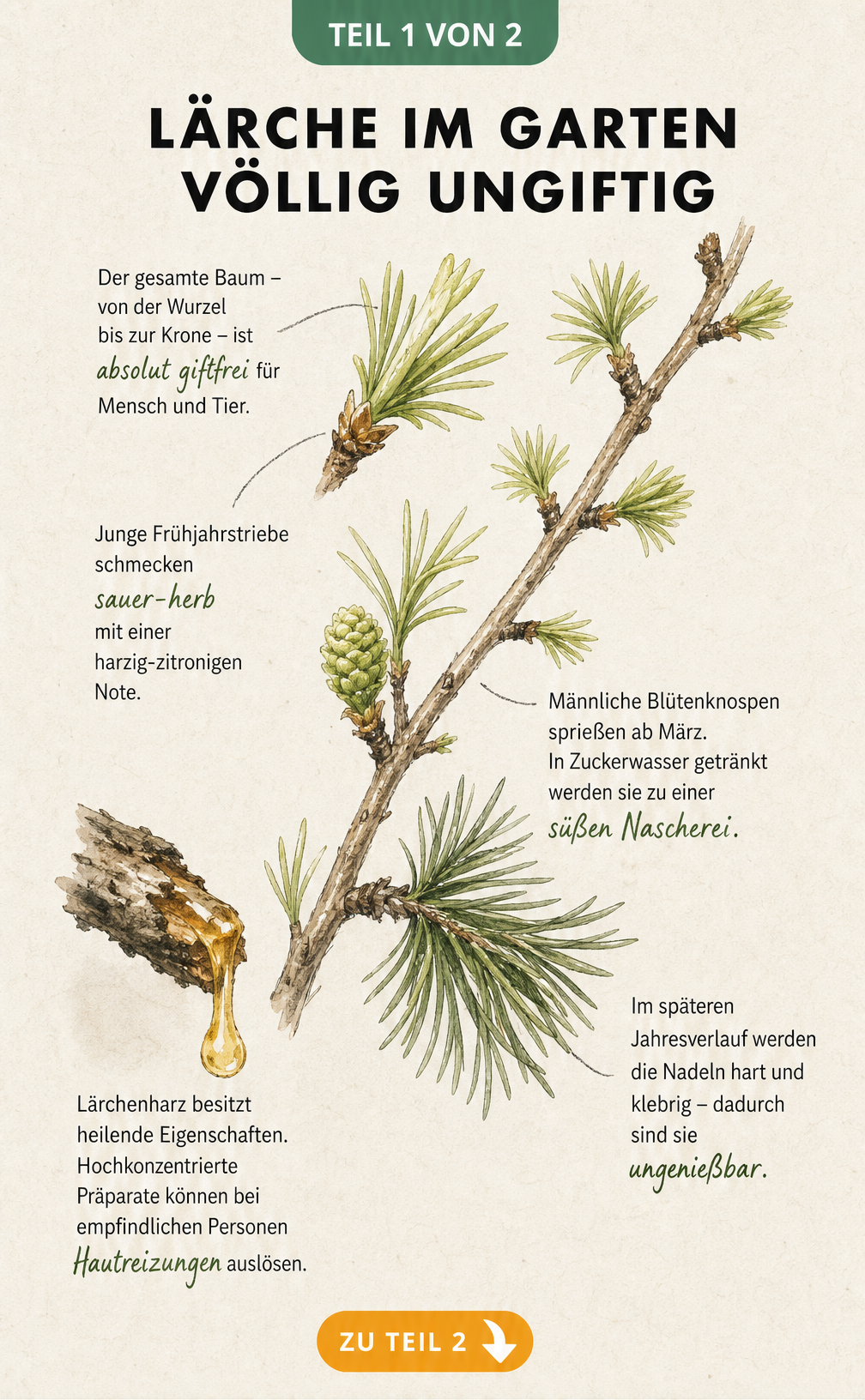 Botanische Illustration eines Lärchenzweigs mit Triebspitzen, Blütenknospen und Harztropfen, die die Ungiftigkeit der Lärche zeigt
