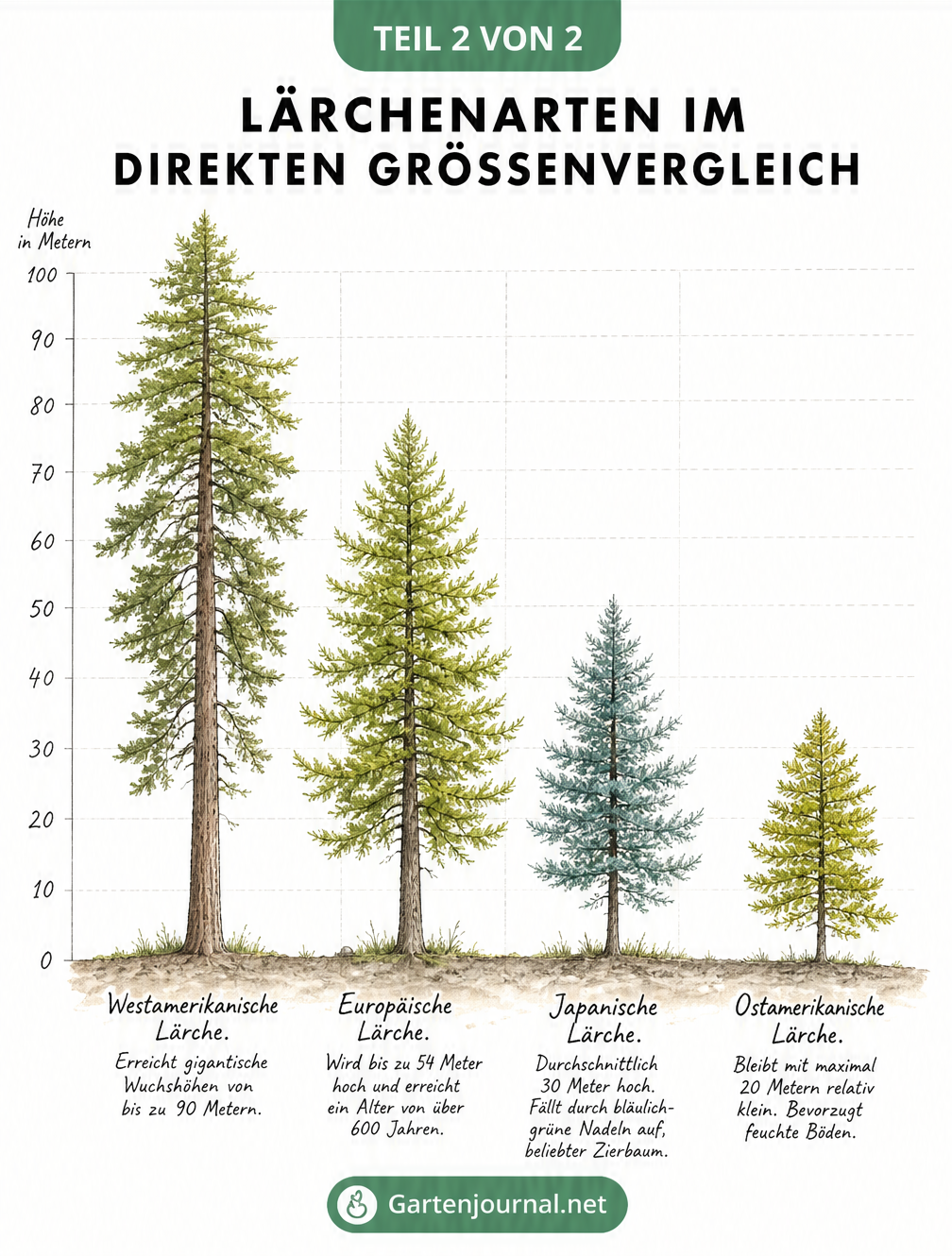 Größenvergleich von vier Lärchenarten: Westamerikanische, Europäische, Japanische und Ostamerikanische Lärche