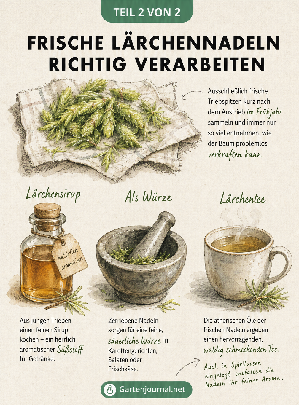 Handgezeichnete Rezeptskizze zur Verarbeitung frischer Lärchennadeln zu Sirup, Gewürz und Tee