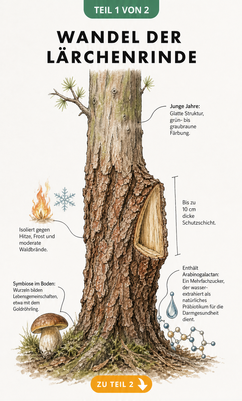 Botanische Illustration eines Lärchenstamms, der den Wandel von glatter, junger Rinde zu dicker, furchiger Borke im Alter zeigt.