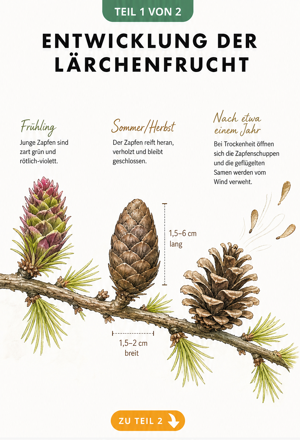 Botanische Illustration der Entwicklung eines Lärchenzapfens vom Frühjahr bis zur Samenfreigabe