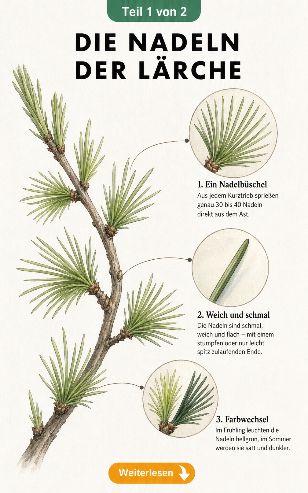 Botanische Illustration eines Lärchenzweigs mit Detailansichten von Nadelbüscheln und einzelnen Nadeln