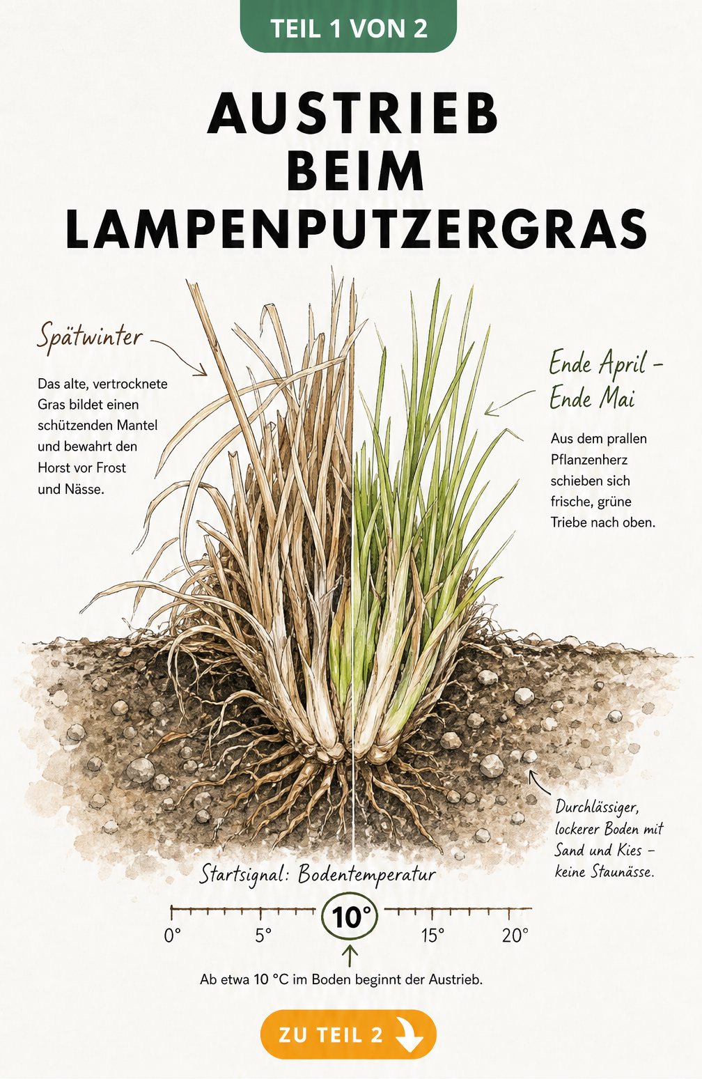 Botanische Illustration des Lampenputzergras-Austriebs im Frühjahr mit Bodentemperatur-Skala