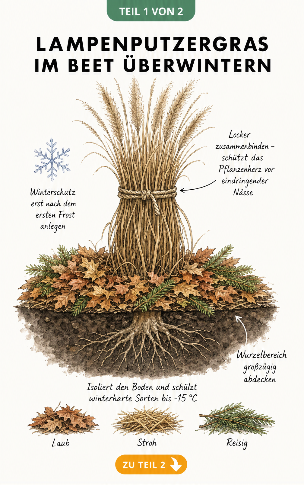 Botanische Illustration eines Lampenputzergrases im Beet mit zusammengebundenen Halmen und Laubabdeckung als Winterschutz
