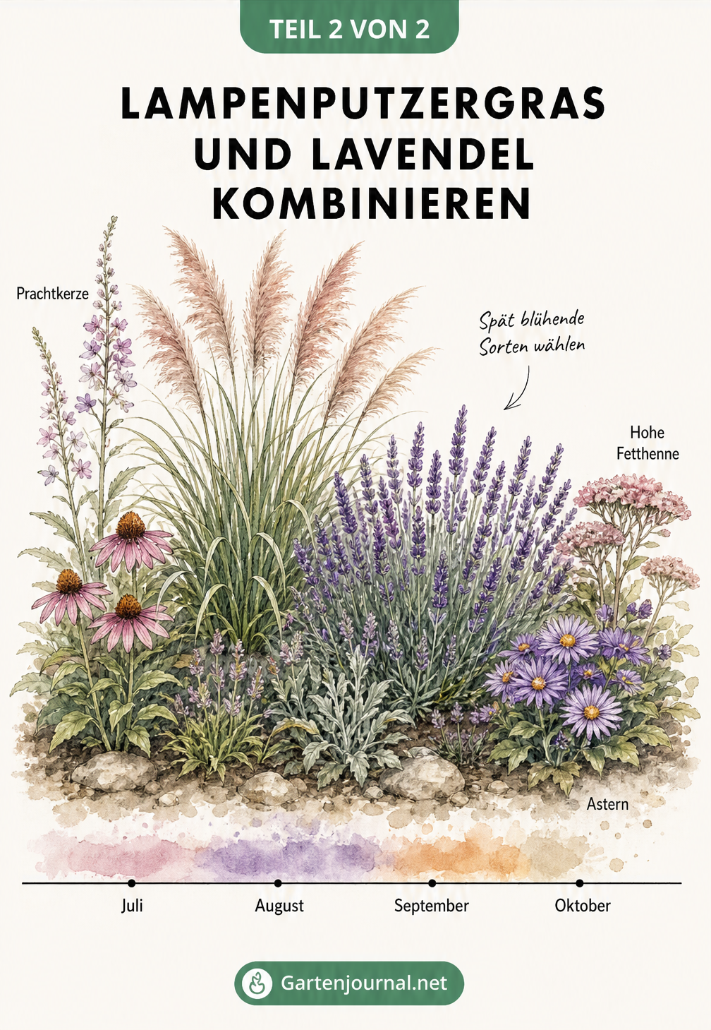 Aquarell-Illustration von Lampenputzergras und Lavendel mit einer Zeitachse von Juli bis Oktober und passenden Begleitpflanzen.