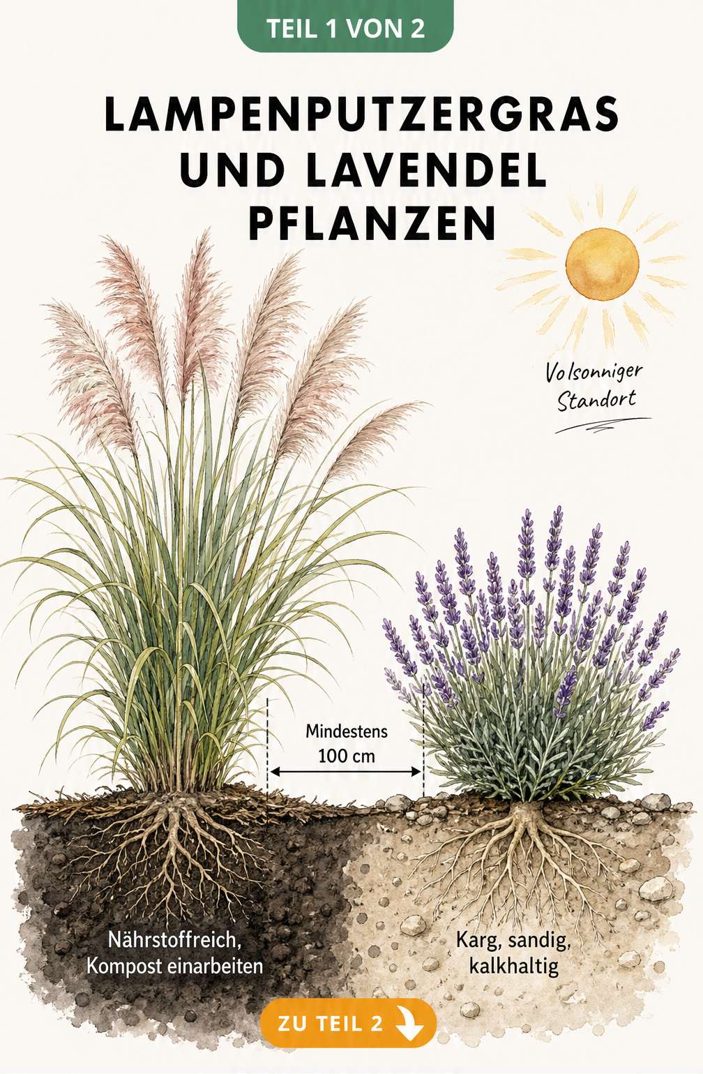 Querschnitt eines Gartenbeets mit Lampenputzergras und Lavendel, der den Pflanzabstand und die unterschiedlichen Bodenansprüche zeigt.