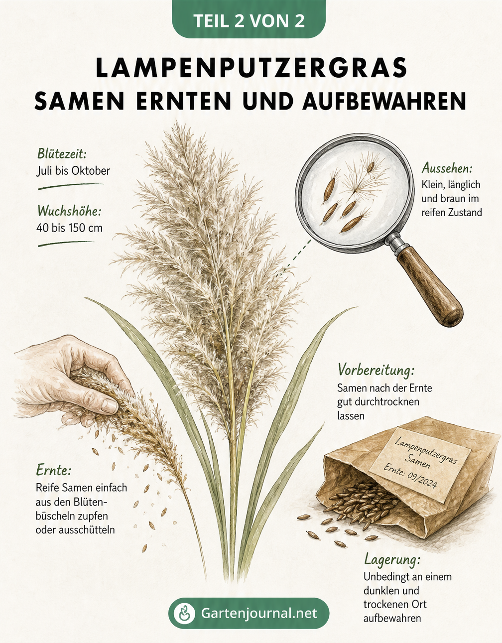 Aussaat-Fahrplan für Lampenputzergras Samen mit Tipps zur Anzucht im Haus und Direktsaat im Freiland