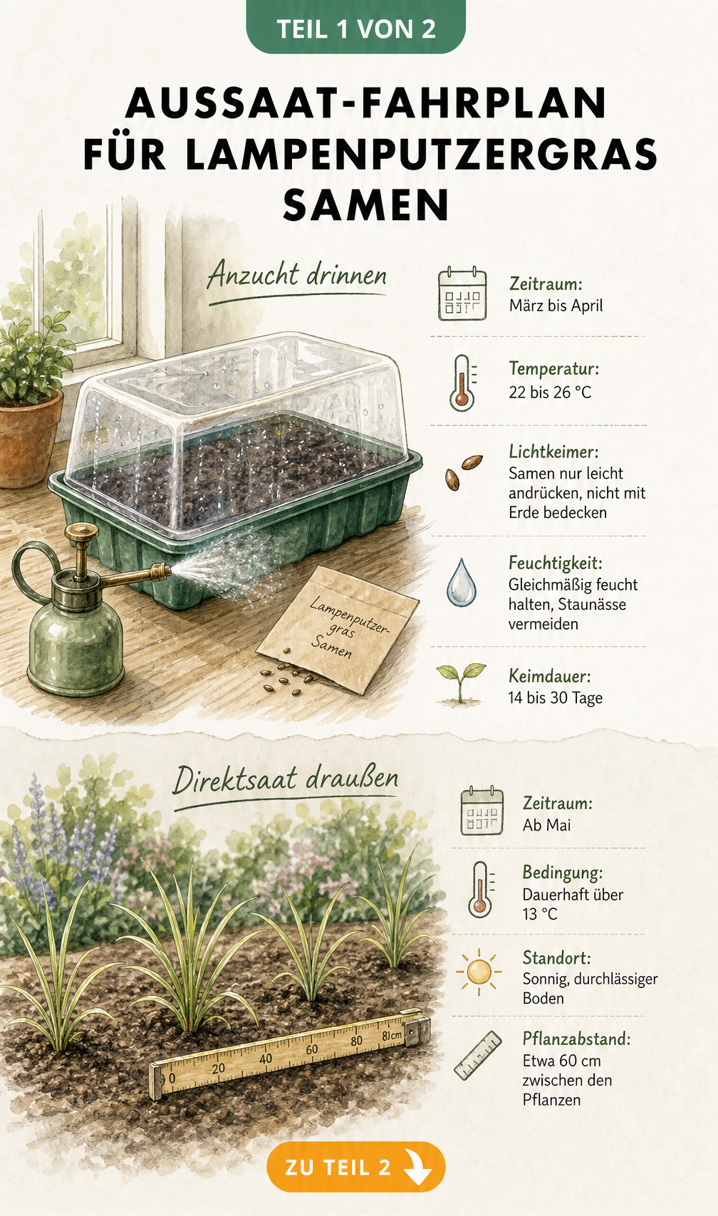Botanische Illustration zur Ernte und Lagerung von Lampenputzergras Samen mit Details zum Blütenstand