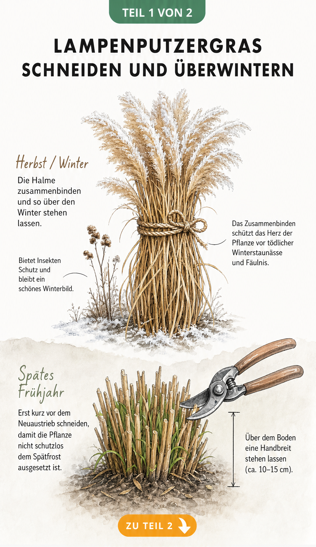 Illustration von Lampenputzergras im Herbst zusammengebunden und im Frühjahr zurückgeschnitten