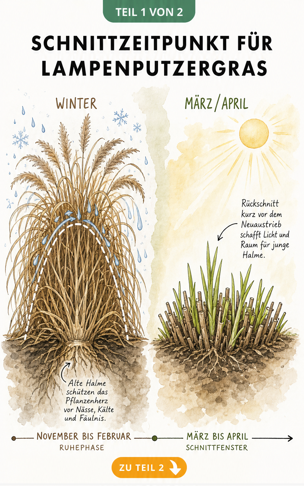 Illustration von Lampenputzergras im Winter und Frühjahr, die den richtigen Schnittzeitpunkt zeigt