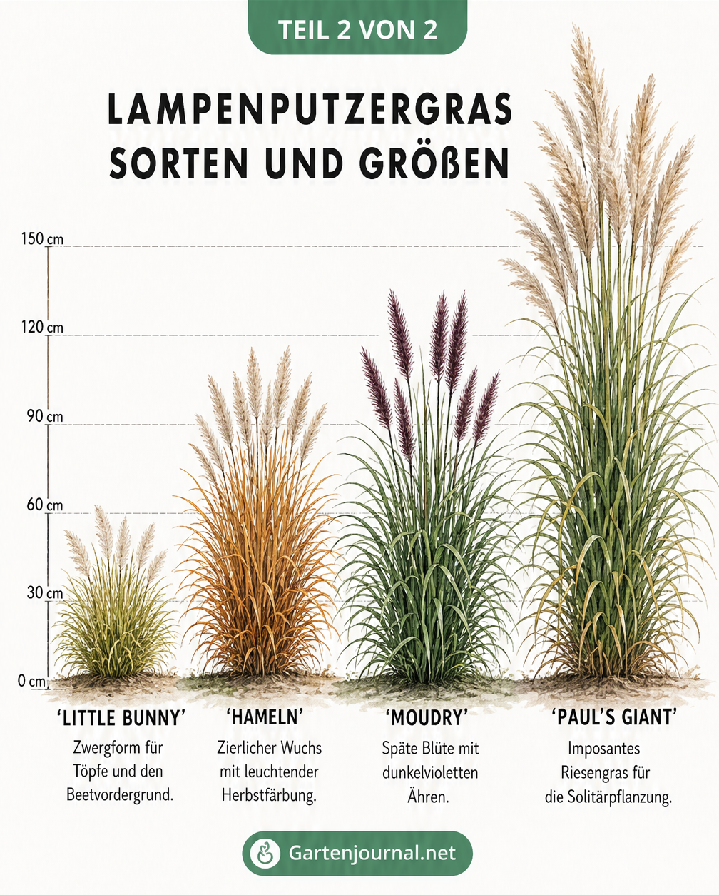 Größenvergleich von vier Lampenputzergras-Sorten: Little Bunny, Hameln, Moudry und Paul's Giant