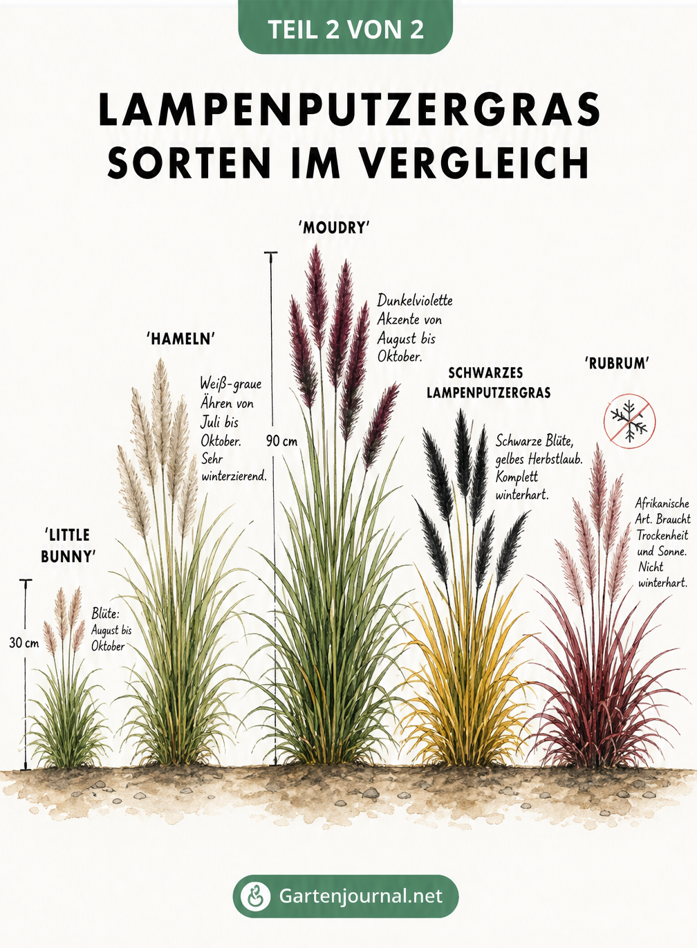 Vergleich von fünf Lampenputzergras-Sorten: Little Bunny, Hameln, Moudry, Schwarzes Lampenputzergras und Rubrum mit Wuchshöhen und Blütenfarben.