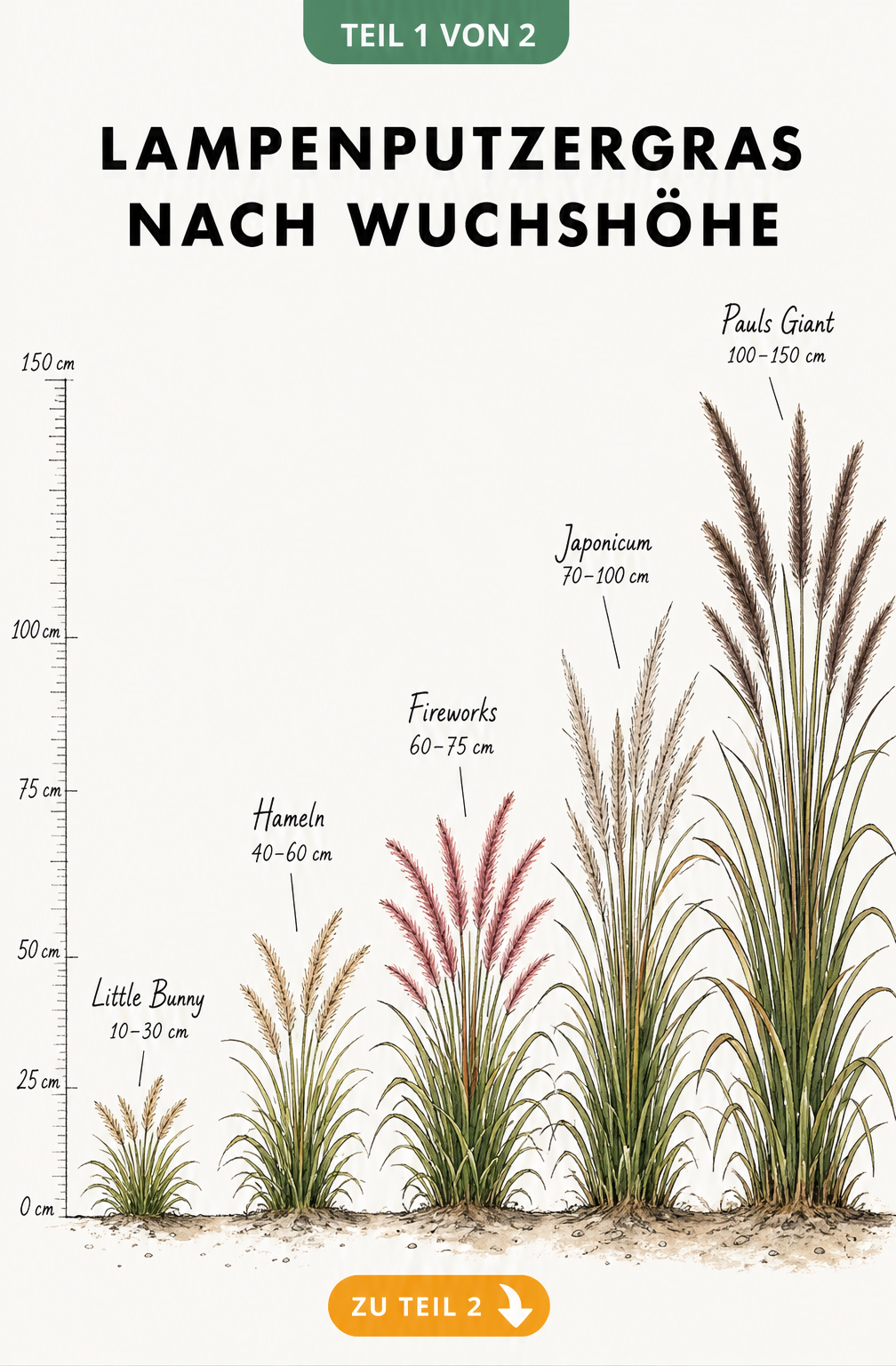 Illustration von fünf Lampenputzergras-Sorten im Größenvergleich von 10 bis 150 Zentimeter