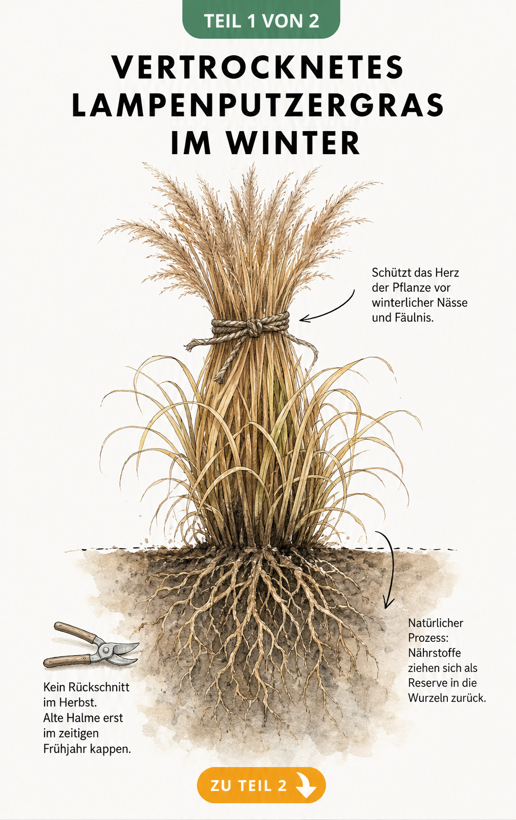 Botanische Illustration eines Lampenputzergrases im Winterquerschnitt mit zusammengebundenen Halmen und Wurzelwerk
