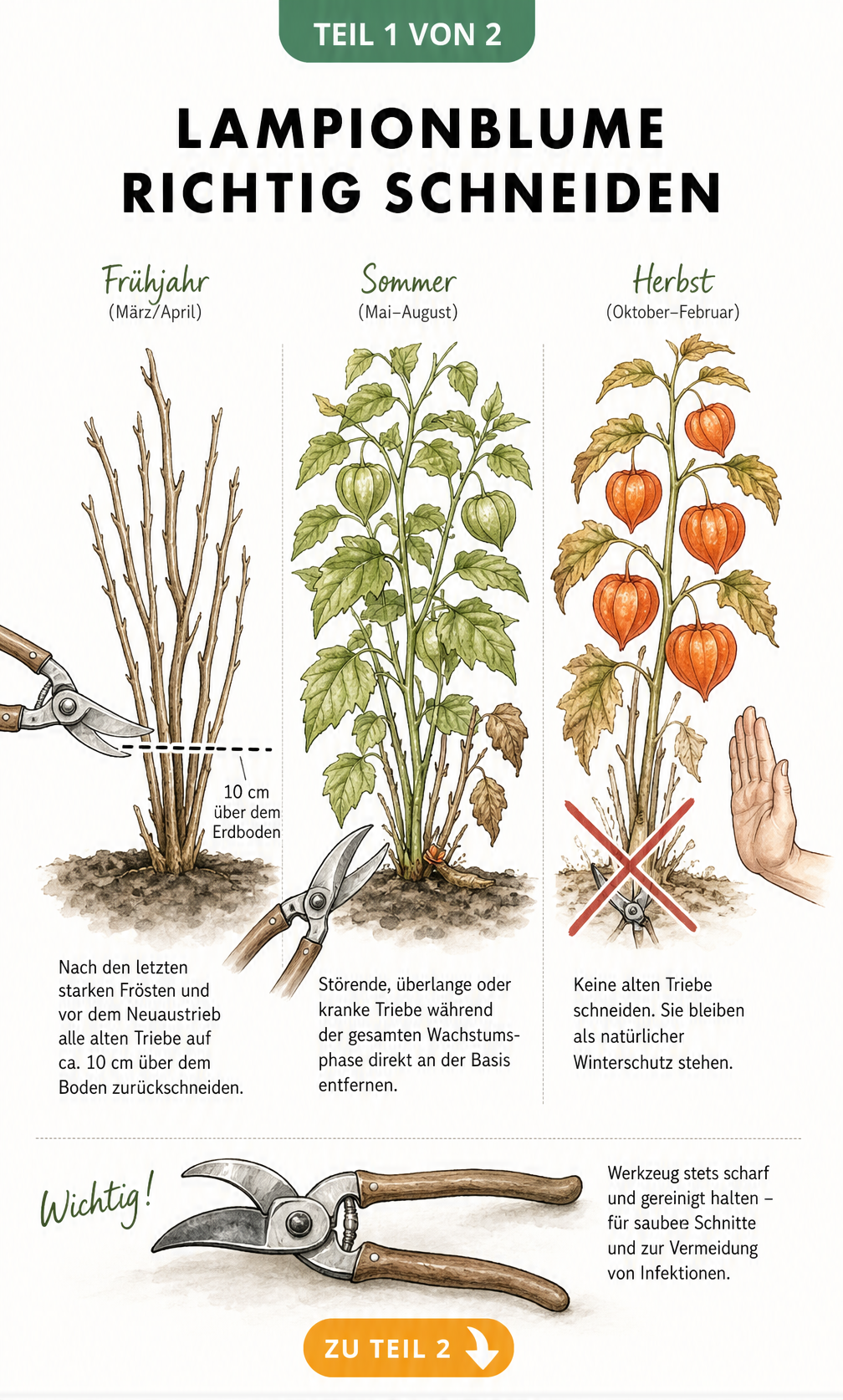 Illustration der Lampionblume in drei Entwicklungsstadien mit Anleitung zum richtigen Rückschnitt im Frühjahr und Sommer