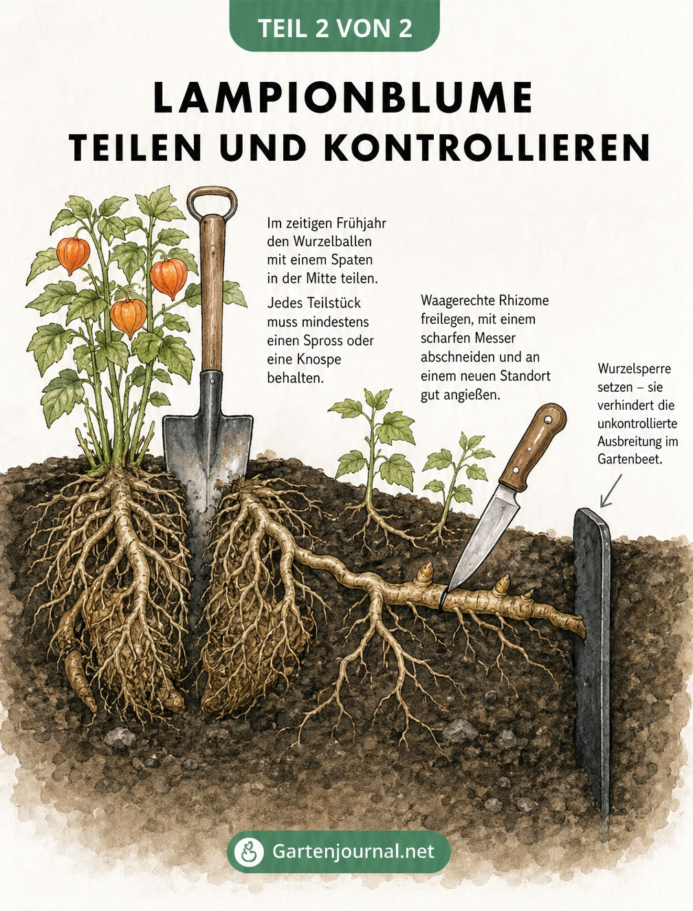 Querschnitt durch das Erdreich zeigt die Wurzelteilung und das Durchtrennen von Rhizomen der Lampionblume