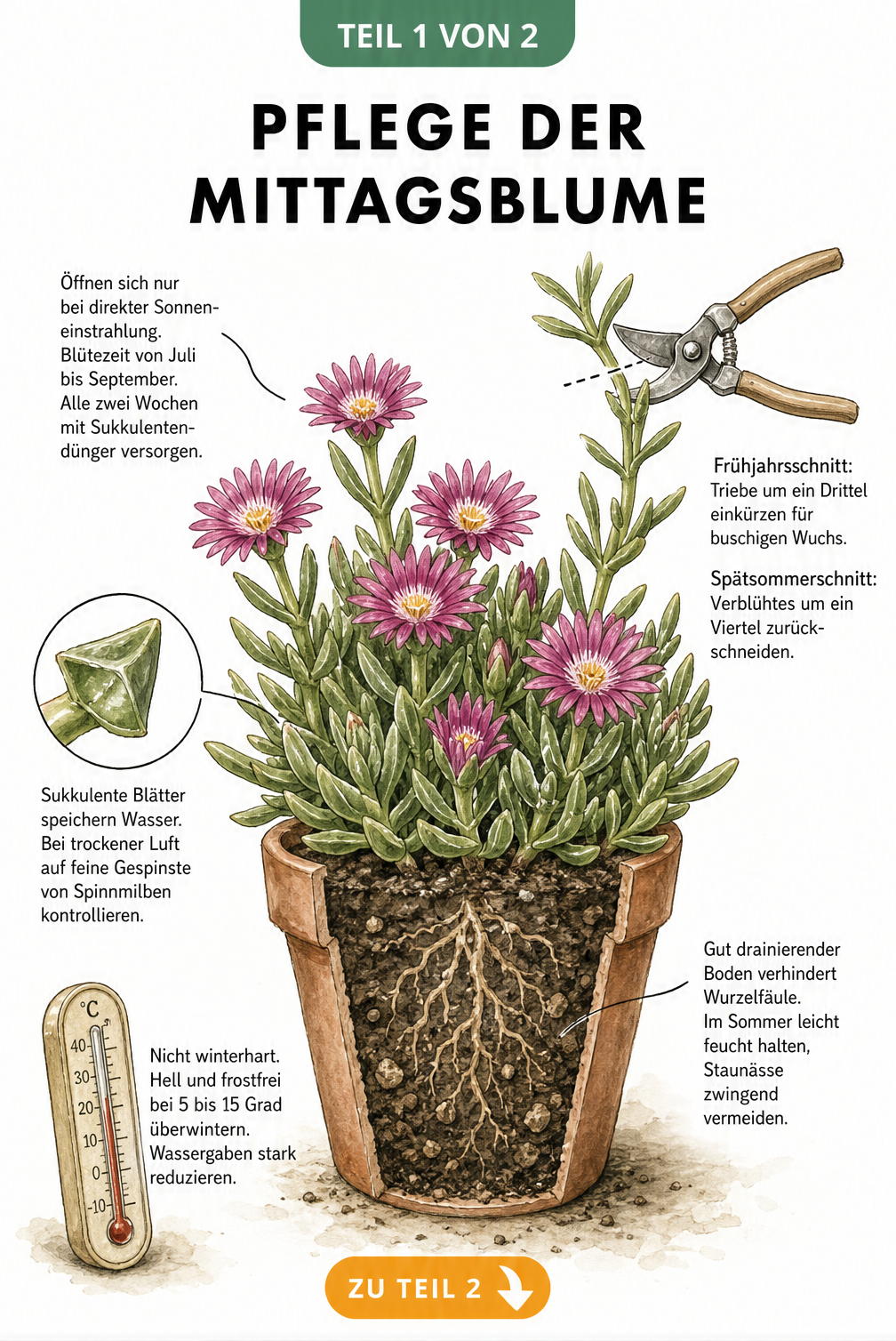 Botanische Illustration der Mittagsblume mit Hinweisen zu Pflege, Standort, Gießen und Überwinterung