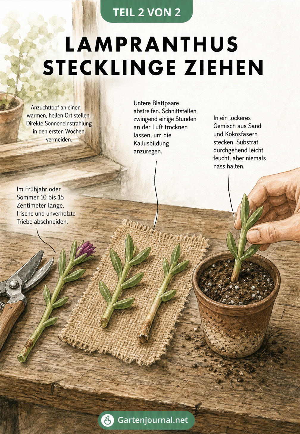 Illustration einer Gärtner-Werkbank, die das Schneiden und Einpflanzen von Lampranthus-Stecklingen zeigt