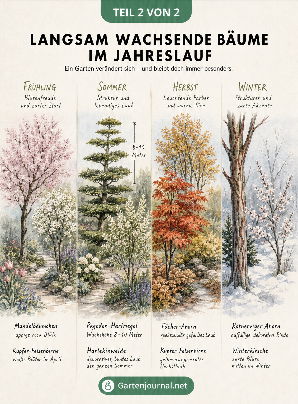 Aquarell-Illustration eines kleinen Gartens mit langsam wachsenden Bäumen im Wandel der vier Jahreszeiten