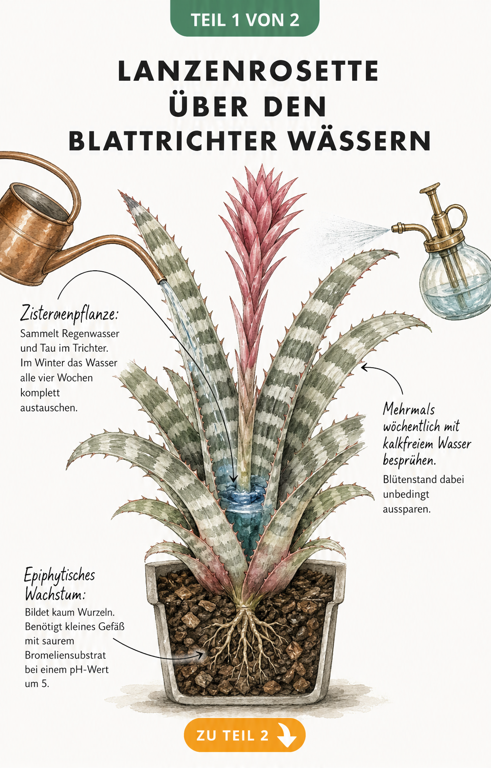 Querschnitt einer Lanzenrosette, der das Gießen in den Blatttrichter und das kleine Wurzelsystem in der Erde zeigt.