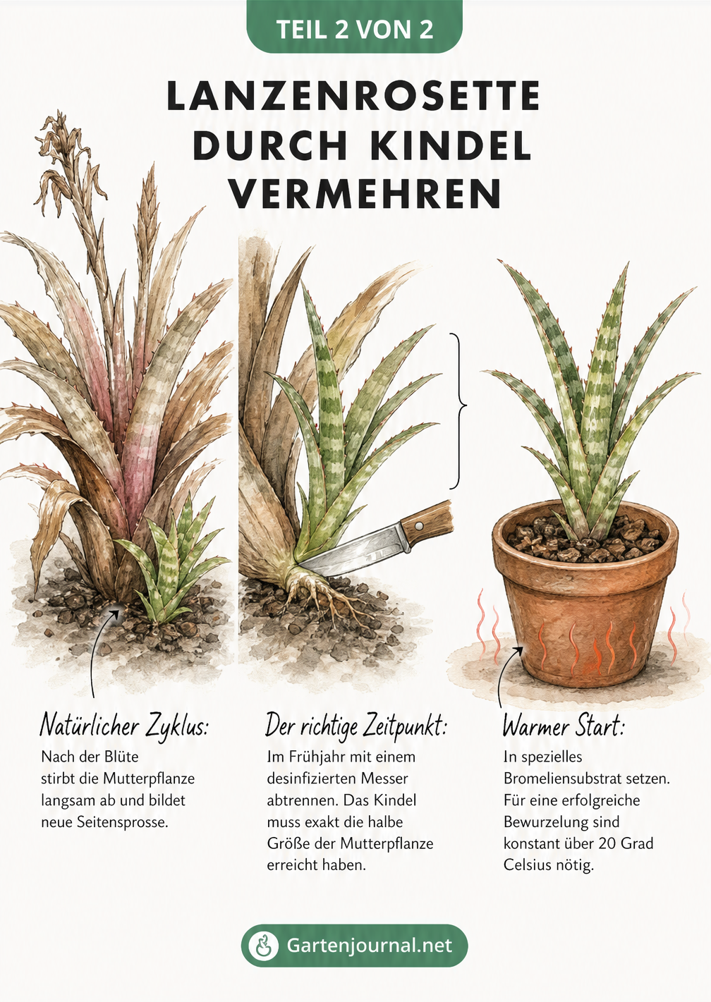 Illustration der Vermehrung einer Lanzenrosette durch das Abtrennen eines Seitensprosses von der verblühten Mutterpflanze.