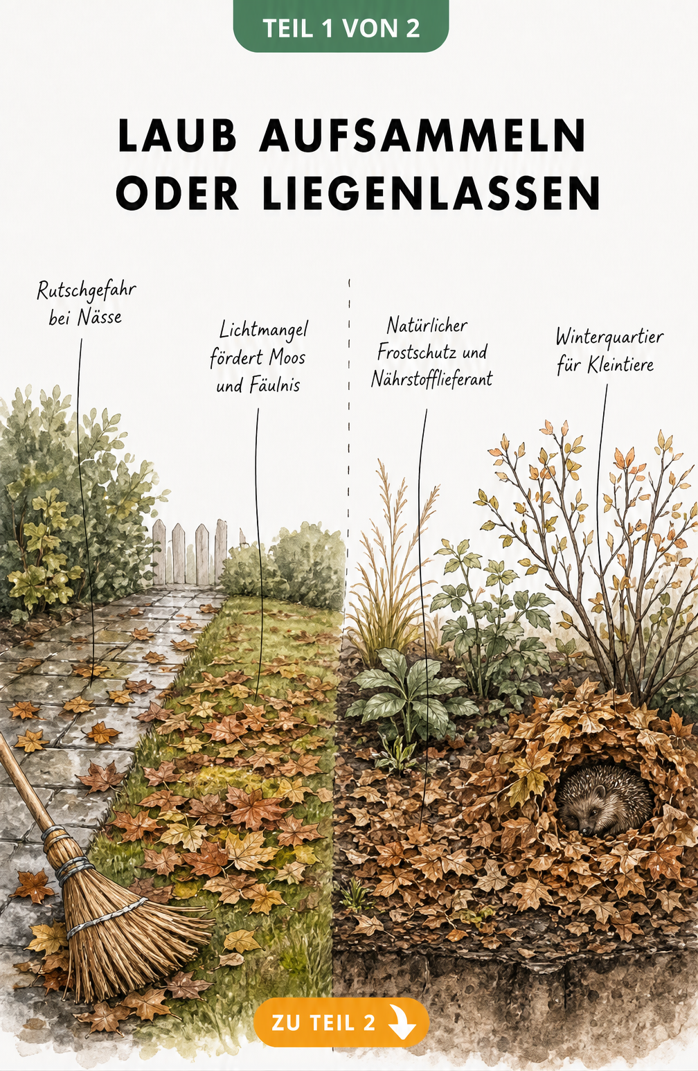 Querschnitt eines Gartens, der die Auswirkungen von liegengelassenem Laub auf Gehwegen und Rasen im Vergleich zu Beeten zeigt.