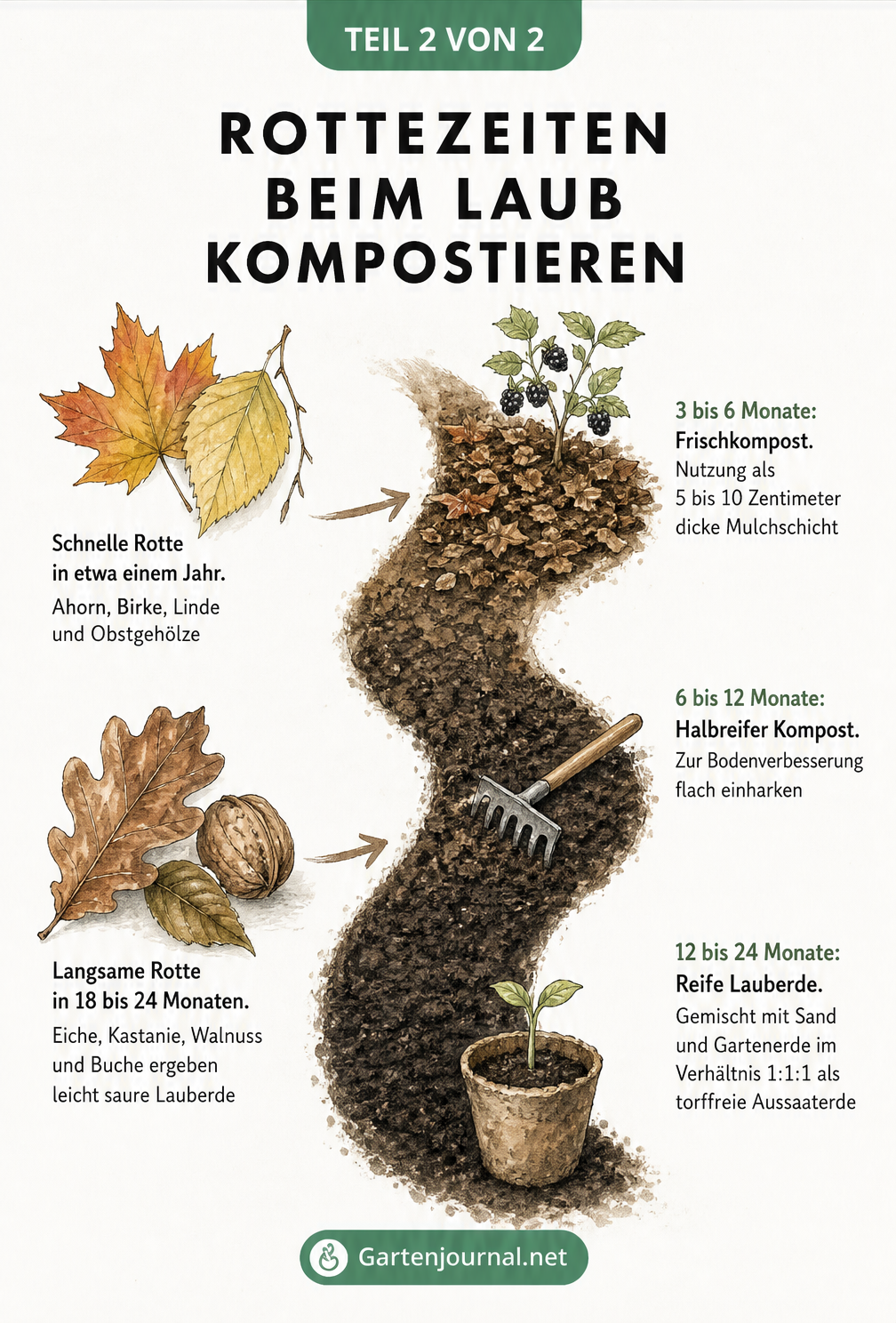 Illustration der Rottezeiten beim Laub kompostieren: Schnelle Rotte bei Ahorn und Birke, langsame Rotte bei Eiche und Walnuss, sowie die Reifestadien vom...
