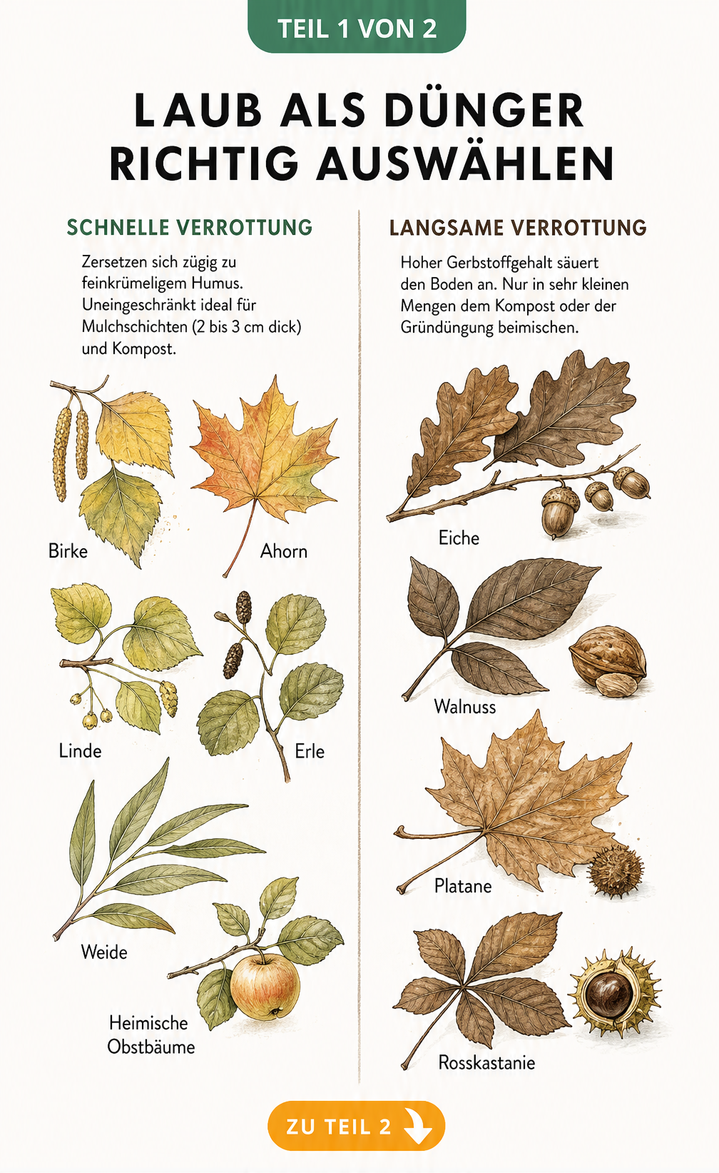 Botanische Lehrtafel mit gezeichneten Blättern, die schnelle und langsame Verrottung von Laub für Mulch und Kompost zeigt