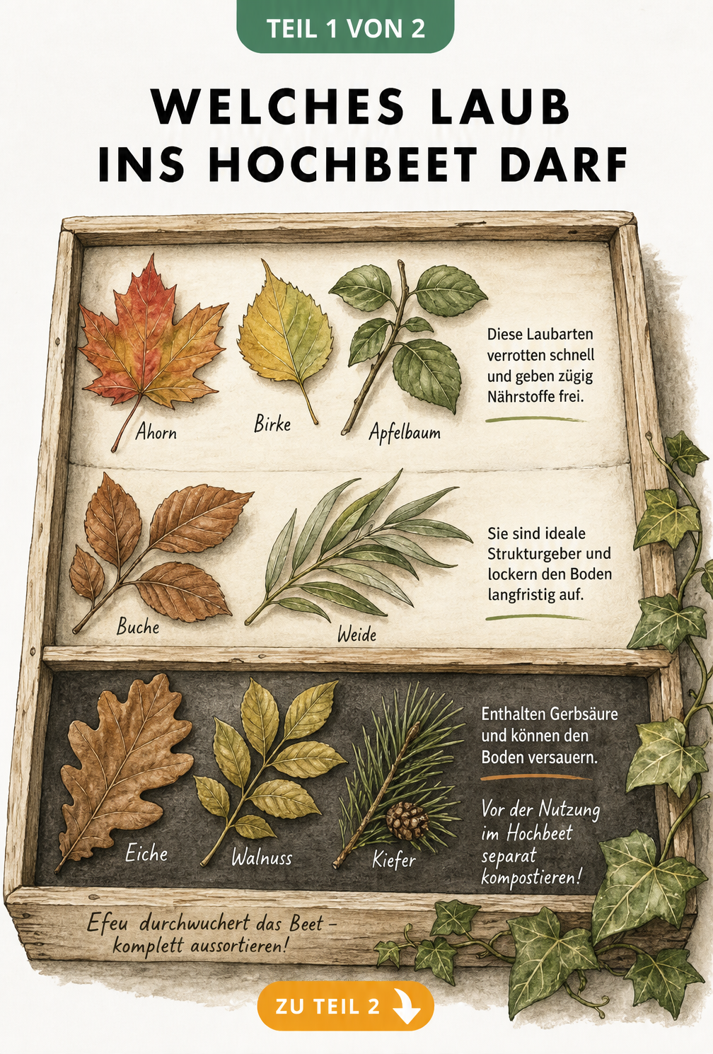 Botanische Illustration eines Setzkastens mit verschiedenen Laubarten wie Ahorn, Birke, Buche und Eiche zur Sortierung für das Hochbeet.