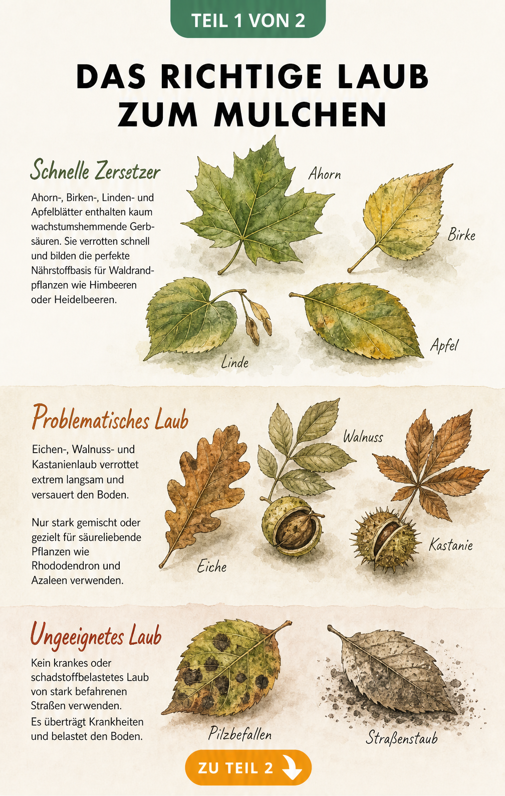 Botanische Lehrtafel mit verschiedenen Laubarten, unterteilt in schnelle Zersetzer, problematisches Laub und ungeeignetes Laub zum Mulchen.