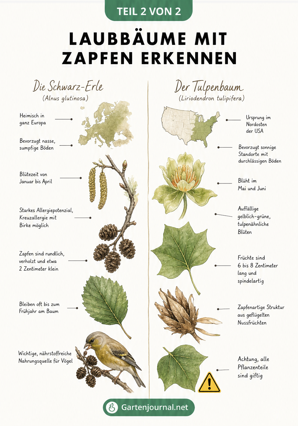Vergleich der Zapfen, Blätter und Blüten von Schwarz-Erle und Tulpenbaum