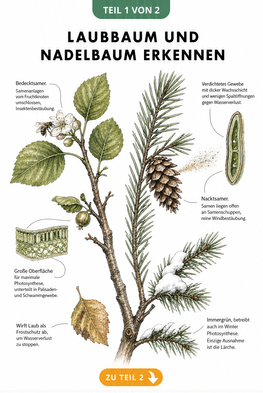 Botanische Illustration der Unterschiede zwischen Laubbaum und Nadelbaum mit Blattquerschnitt und Zapfen